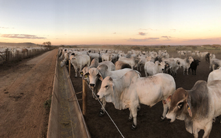 Evolving livestock systems can contribute positively to global issues