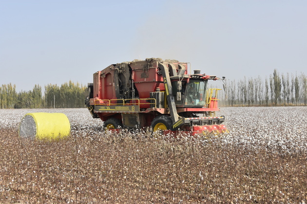 China's cotton know-how takes root in Central Asia