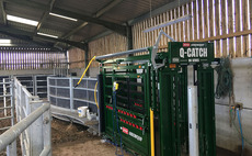 Cattle crushes: Safely updating handling systems
