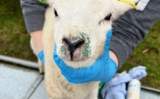 Partner Insight: Managing orf in your flock 