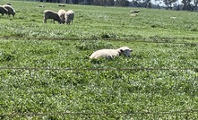 Research in South Australia is looking at the use of virtual fencing in sheep. 