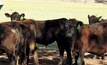  The weaners are still being fed pellets in self-feeders and are monitored daily in a paddock near the house. Photo: Kylee Callow