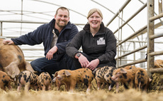 'The Oxford Sandy and Black is a fantastic pig' – Farmers highlight breed's attributes after Clarkson's Farm criticism