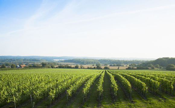 Removal of red tape to boost UK wine industry