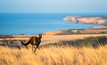  Kangaroo Island resident