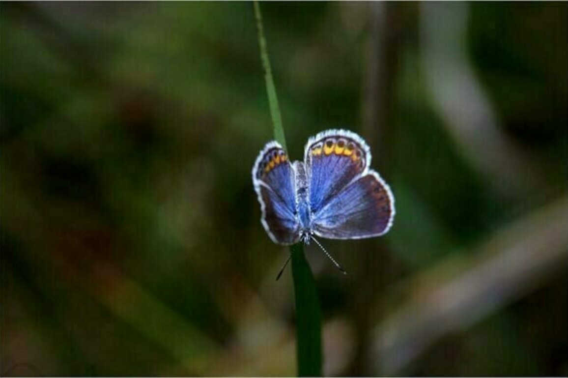 Butterflies declined by 22% in just 2 decades across the US - there are ways you can help save them