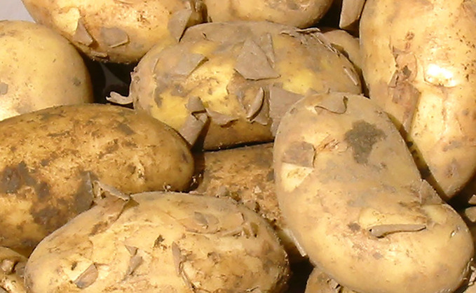Levy payers vote against AHDB Potato Levy