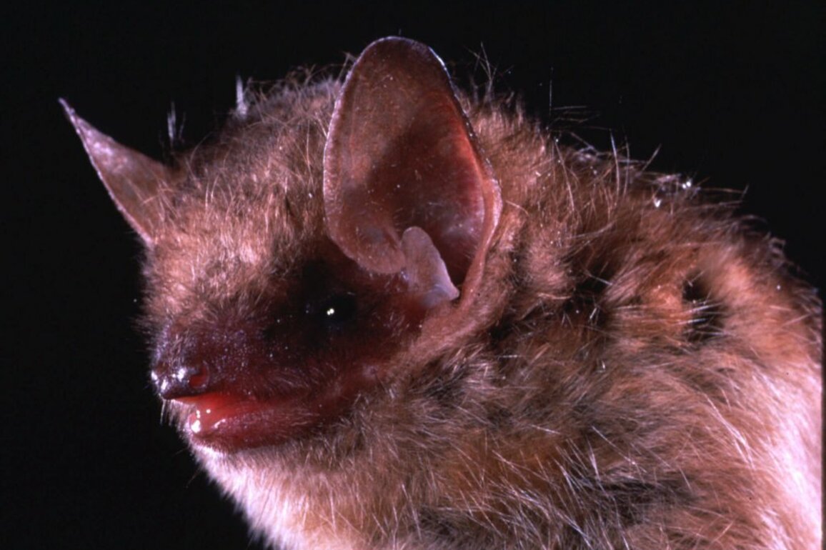 Arvada bat is Jefferson Countys first rabies case of 2025