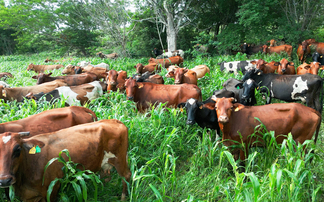 How a heat-resistant cow is helping a Mexican dairy farm turn a profit in the tropics