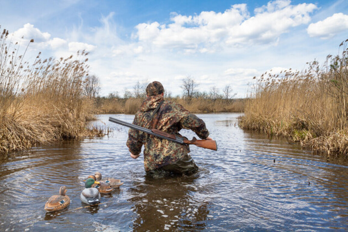 Waterfowl numbers affect Arkansas tourism