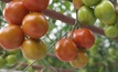 Ground-breaking tomato farm opened in SA