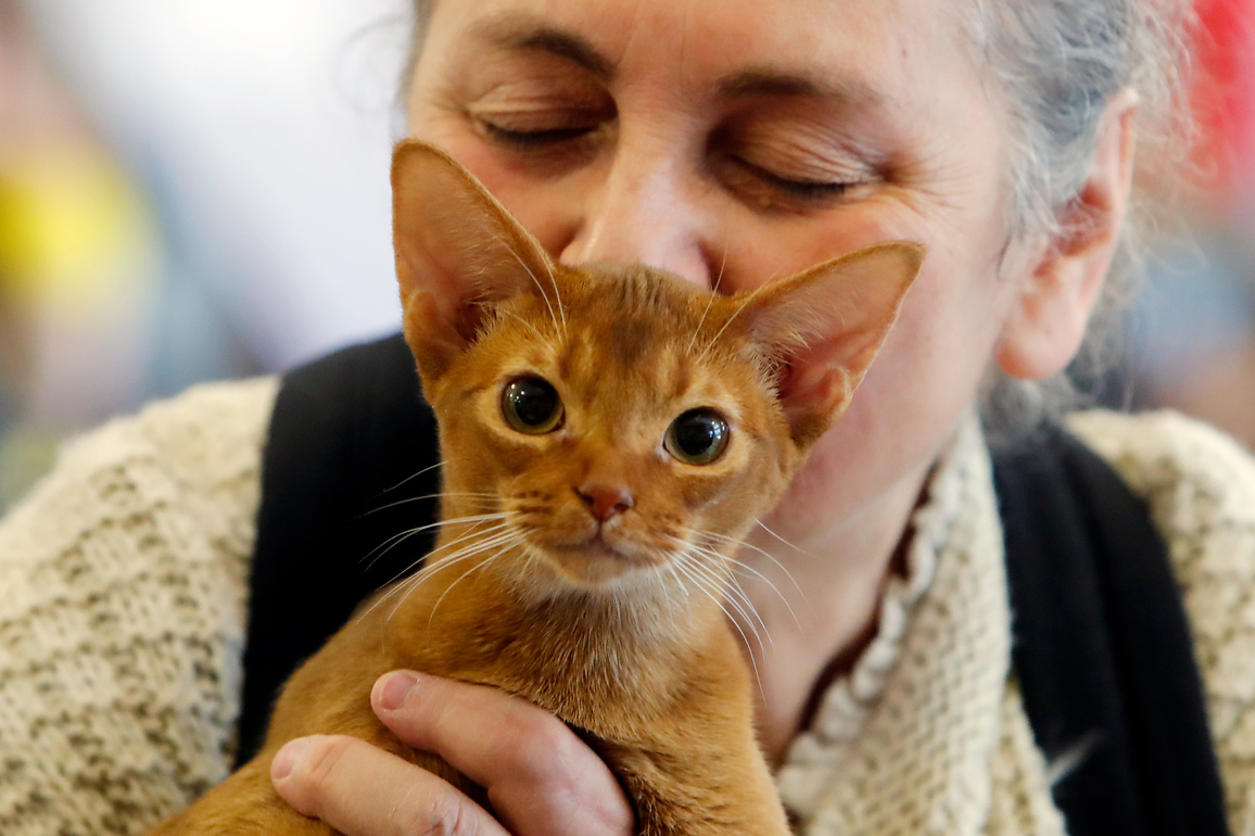 ROMANIA-BUCHAREST-FELINE BEAUTY CONTEST