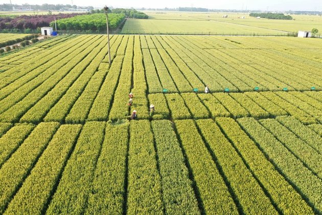 &quot;Soil-doctor&quot; lawmaker guards against farmland degradation in China