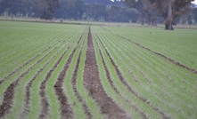  WA has planted almost nine million hectares of crop this year. Picture Mark Saunders.