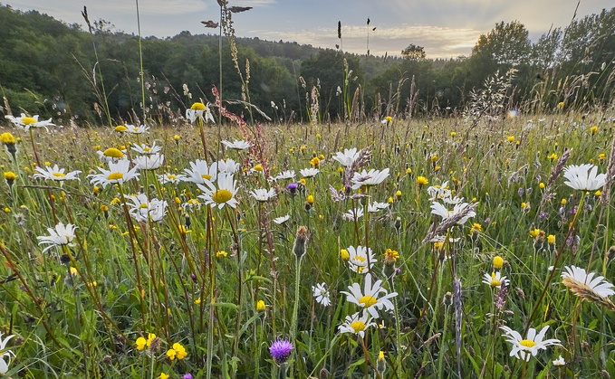 TNFD and GRI launch joint mapping tool for 'easier' biodiversity reporting