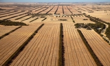 Mallee jet fuel research to benefit environment and growers