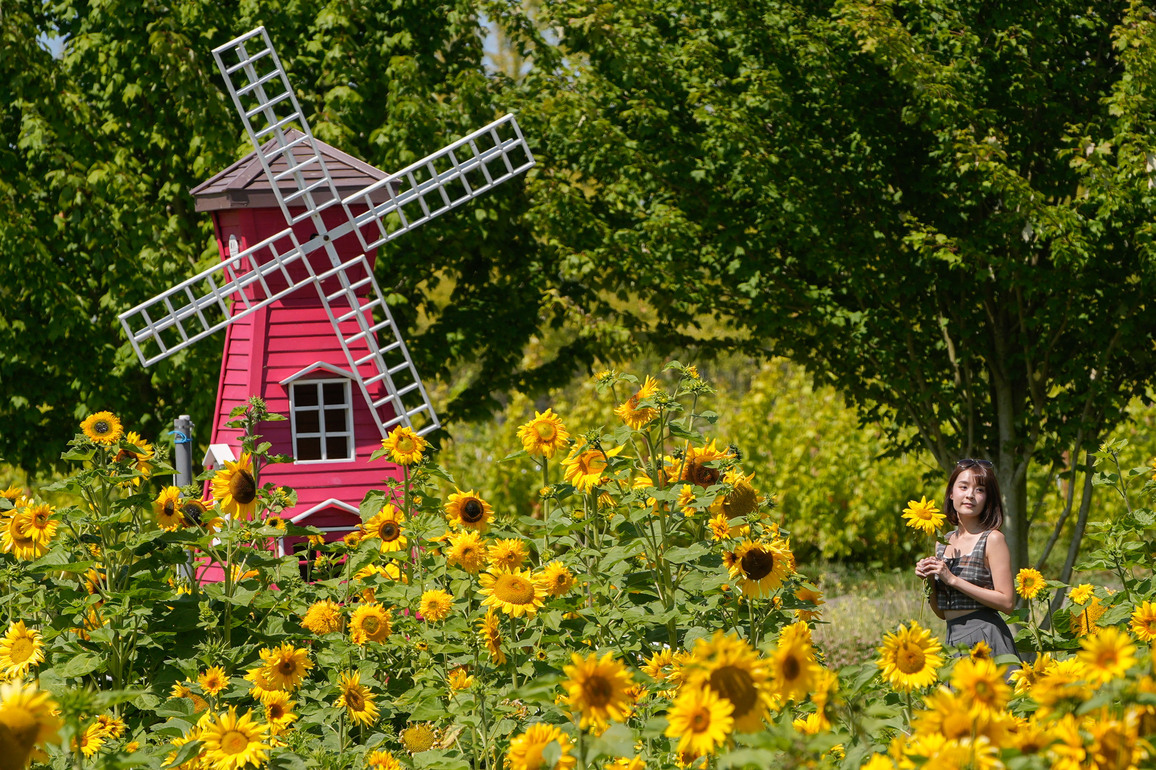 CANADA-RICHMOND-SUNFLOWER FIELD