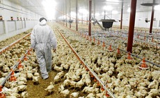 US poultry giant agrees fine on price-fixing