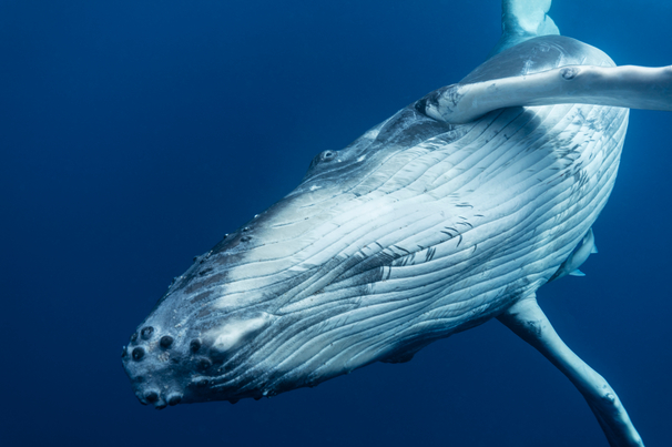 Close up of a hump back whale in the deep sea.