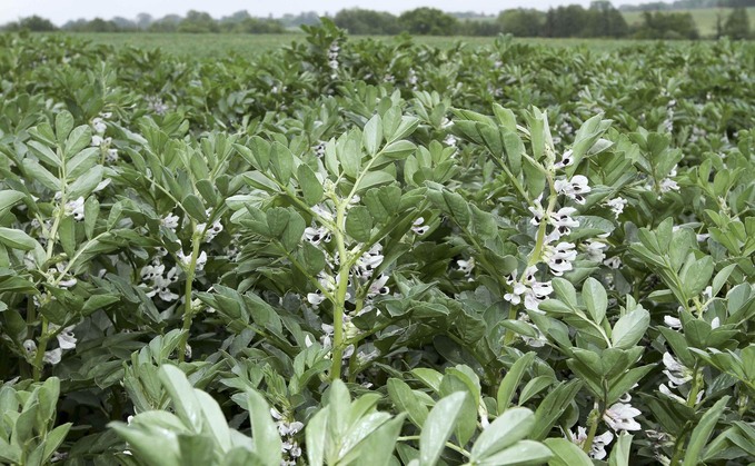 Can Scottish arable farmers find a break in winter beans?