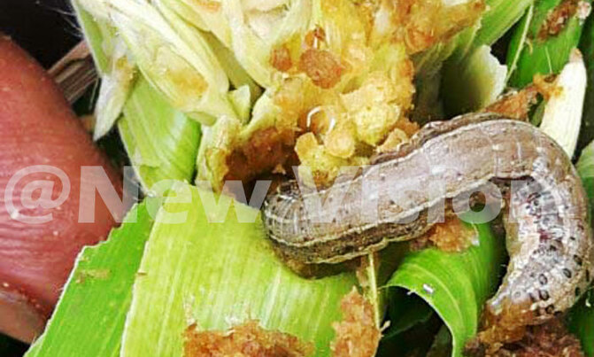 Agriculture Ministers to discuss the Fall Army Worm at AU meet Agriculture Ministers to discuss the Fall Army Worm at AU meet