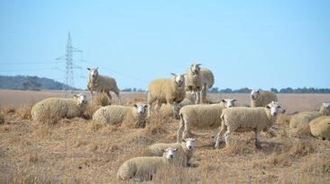 The recent MLA Sheep Projections report has forecast national lamb slaughter to remain at high levels, reaching 26.2m head in 2025. 
