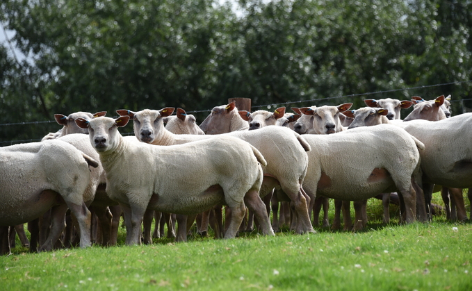 A new strain of bluetongue not see since 2007 has been identified in a sheep in Cornwall