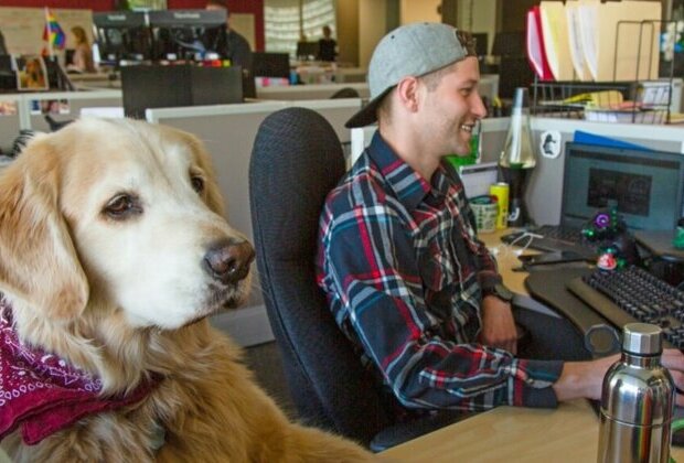 Dogs Are Coming Back to the Office With Their People