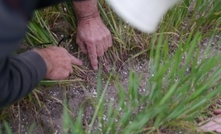 Snail control starts in summer