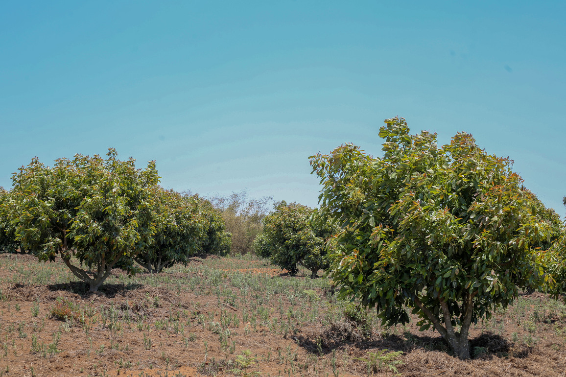 TANZANIA-NJOMBE-AVOCADO FOR CIIE