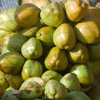 Gujarat sees 20 per cent growth in tender coconut production; annual output reaches Rs 26 crore