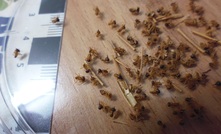 Termite guts could contribute to mining site rehabilitation