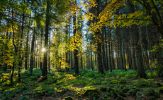 International Day of Forests: the role of biodiversity