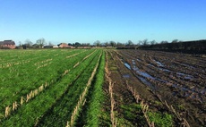 Reaping the benefits of undersown maize