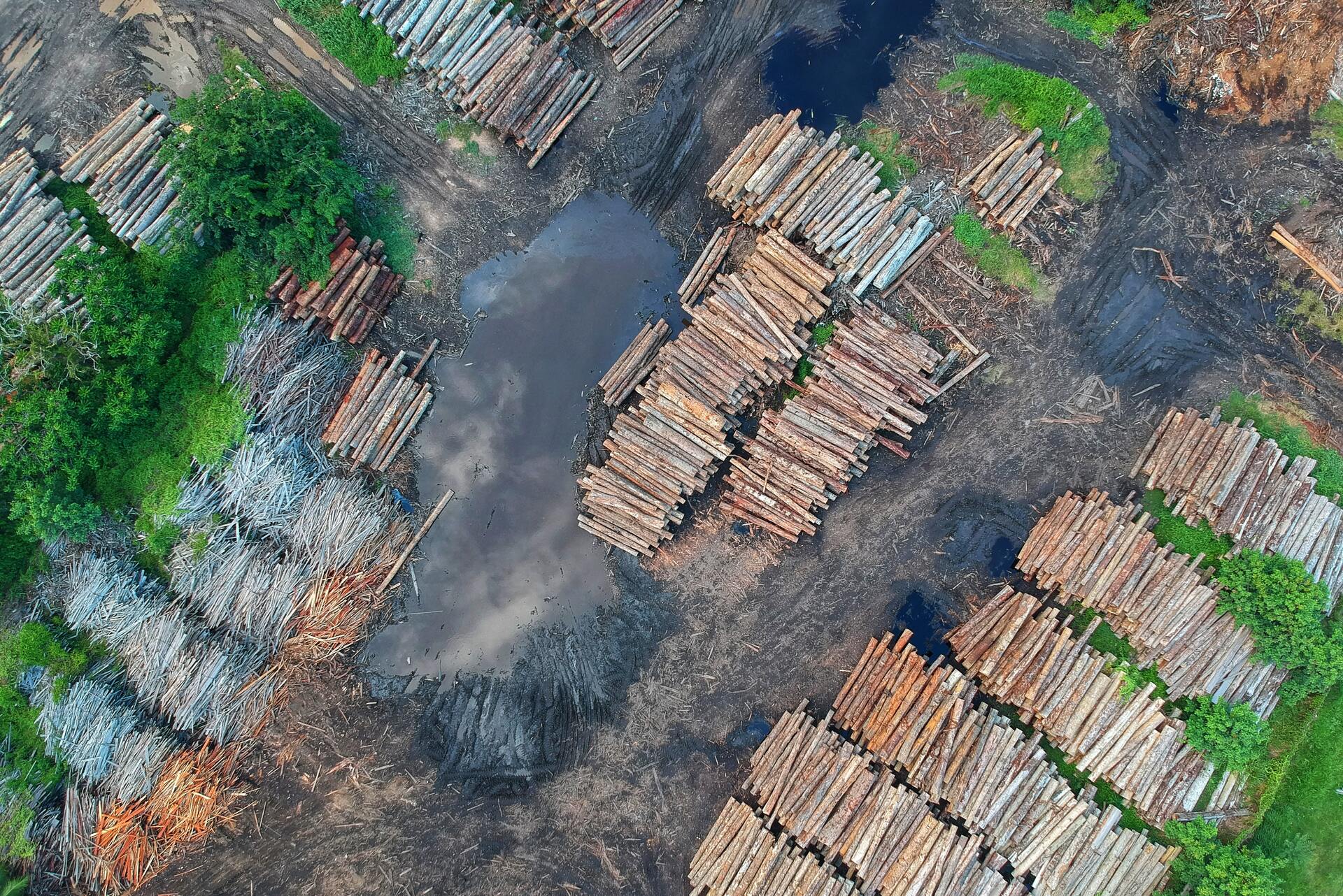 Eye-in-the-sky: Trust, tech, and tracking illegal deforestation