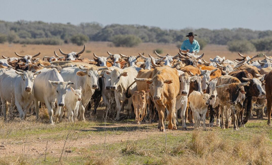 The Nationals is calling for a Senate Inquiry into the Australian Government's decision to ease restrictions on US beef imports. 