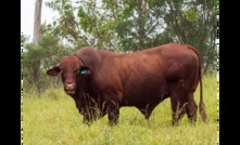  A bull used in a QAAFI vaccine trial. Image courtesy Megan Pope.