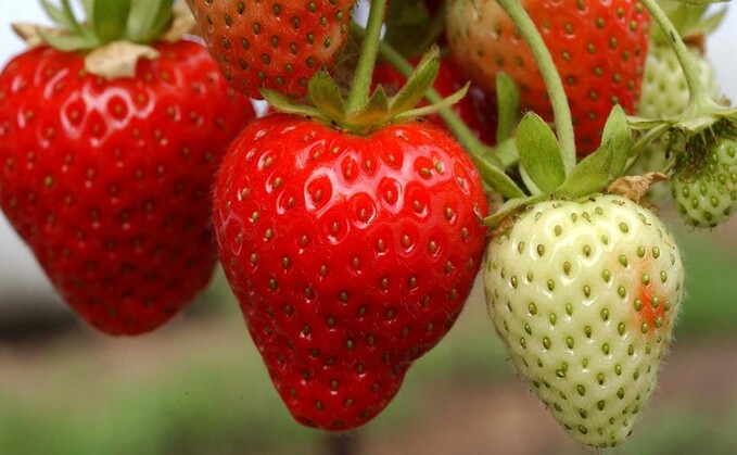 Year-round British strawberries could be available by winter 2023