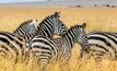 File photo: Zebras photograpphed in Botswana