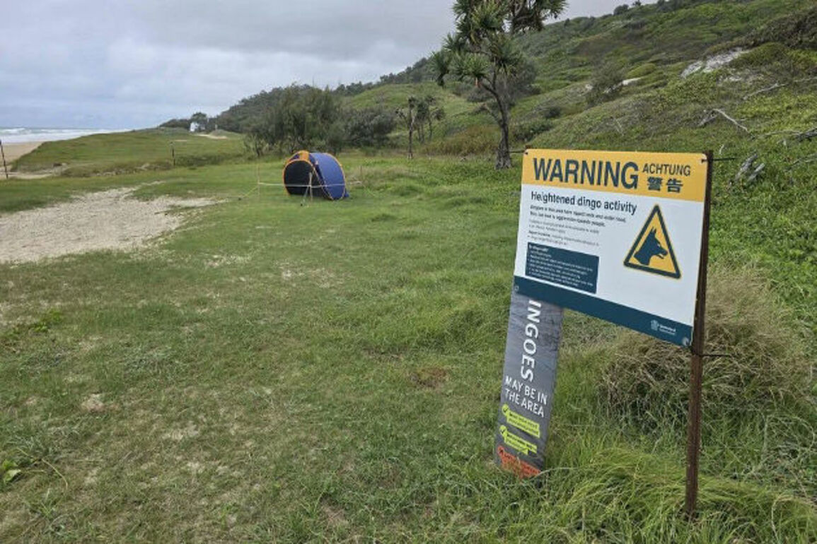 Police investigate possible dingo attack on tourist in Australia