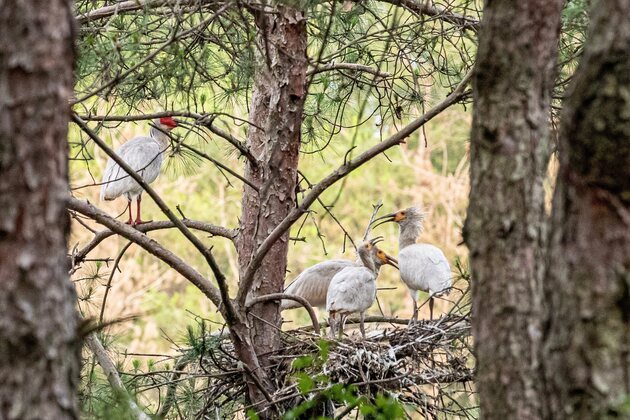 (EcoChina) CHINA-SHAANXI-HANZHONG-CRESTED IBIS-CONSERVATION (CN)