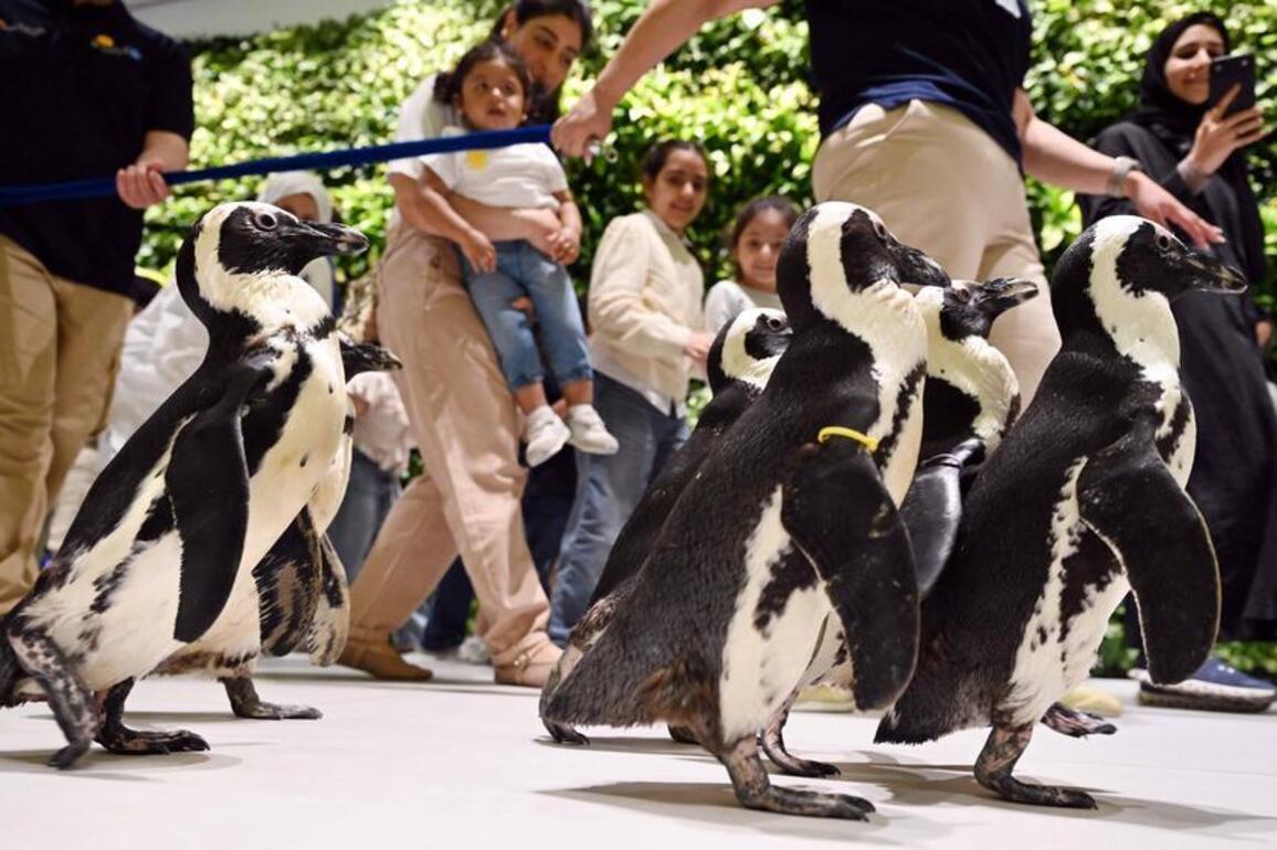 Mideast in Pictures: Walk with penguins -- visitors get close look at penguins in at Kuwait science center