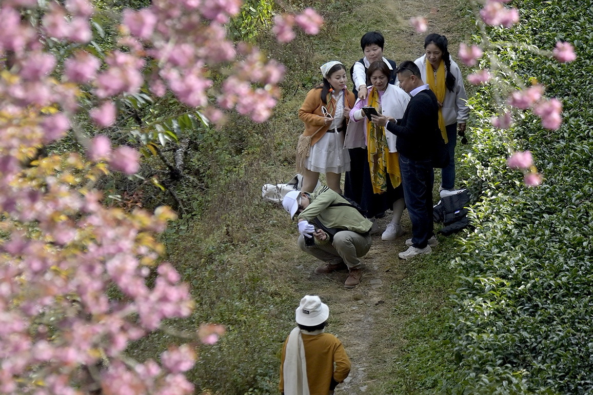 CHINA-YUNNAN-WINTER CHERRY BLOSSOMS (CN)