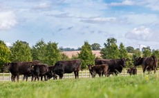 Wyndford Wagyu producing a quality product