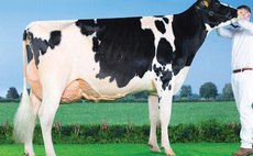 Sales round up: Feizor sale tops at 12,000gns, sheepdog record at Bentham and breeding cattle to £8,400 online