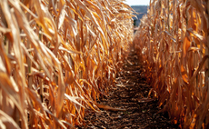 How coming El Niño could threaten over 10 per cent of UK food imports