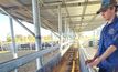 Lawson Gulliver's cattle race with full-length catwalk.