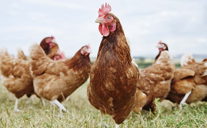 North Wales Police said the dog had been off its lead when it killed the chickens