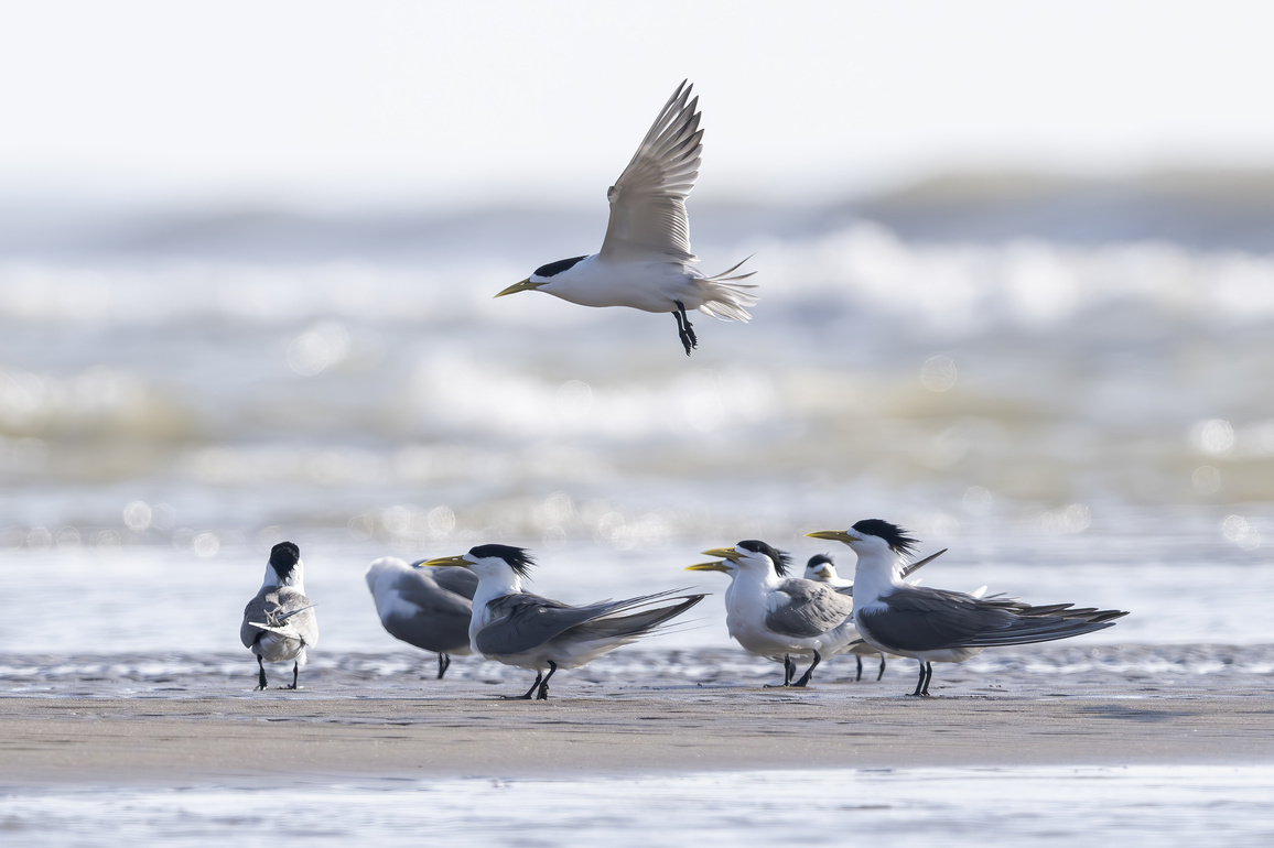 (FujianPano) CHINA-FUJIAN-FUZHOU-MIGRANT BIRDS (CN)