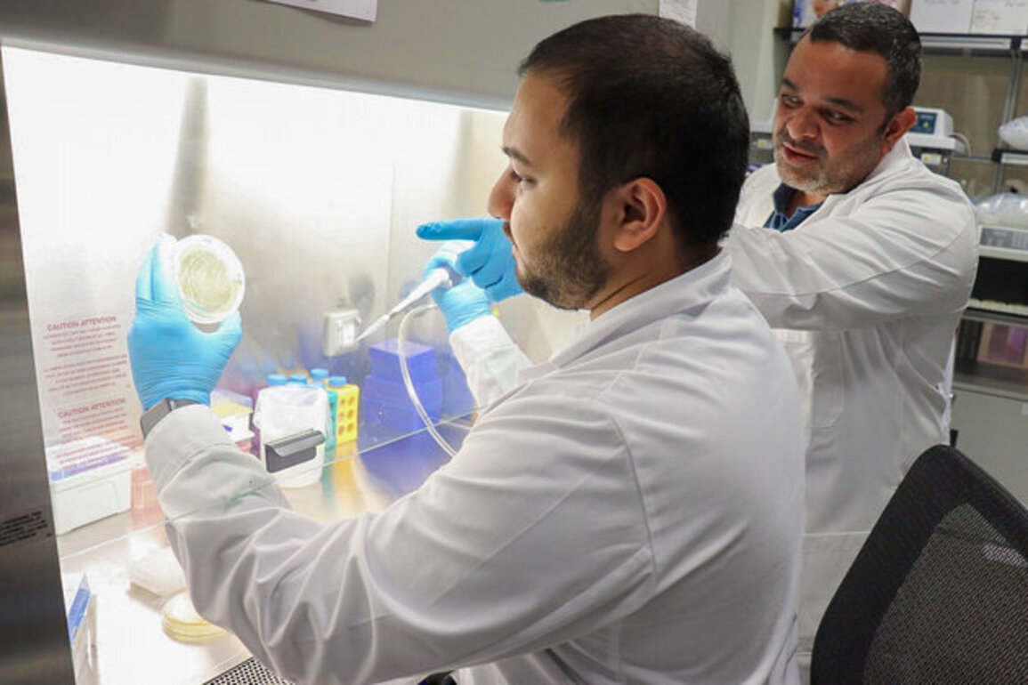 NYU Abu Dhabi researchers reveal on association between mouth bacteria, obesity, metabolic health